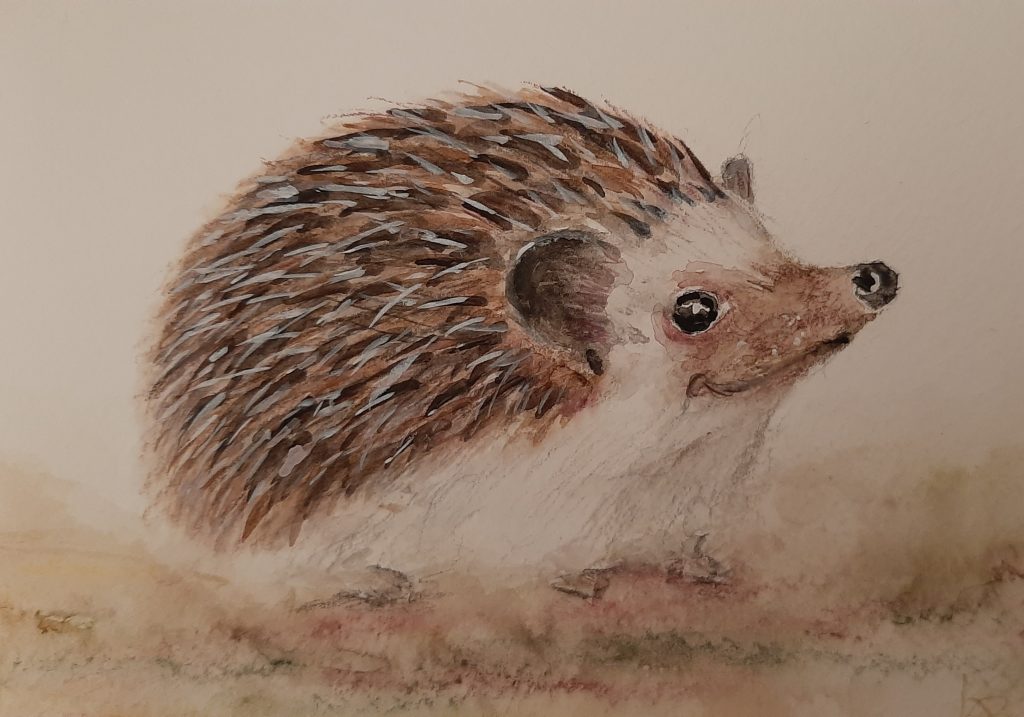 Igel - Aquarell