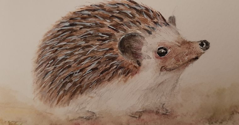 Igel – Wenn Du wüsstest, wie gut es mir geht.