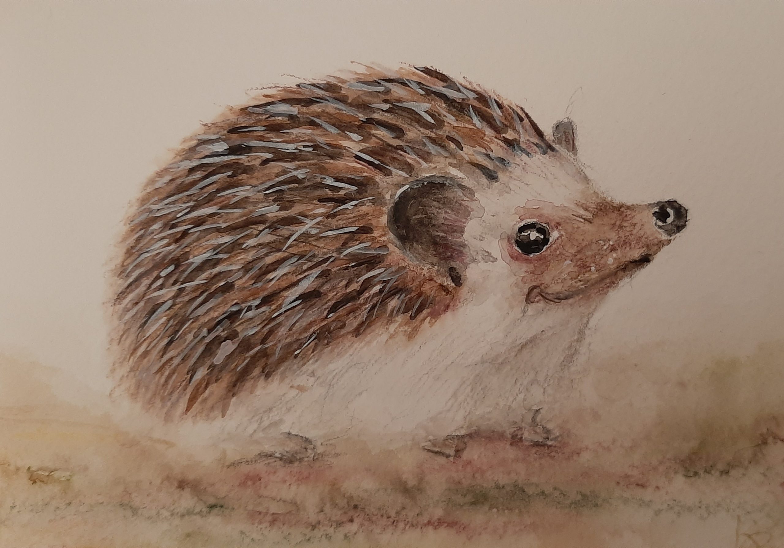 Igel – Wenn Du wüsstest, wie gut es mir geht.