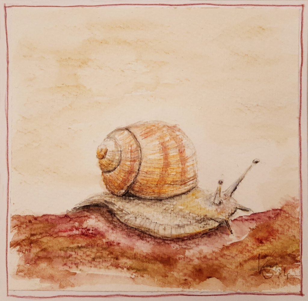 Schnecke - Aquarell